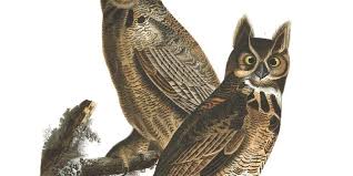 Great Horned Owl John James Audubon S