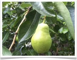 In amongst the foliage is a fruit tree. Pear Bartlett Tree Identification Identifying Pyrus Communis