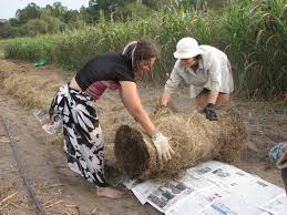 transplanting into hay or straw mulch