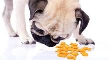 Can dogs have goldfish?