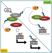 control of aba signaling and crosstalk