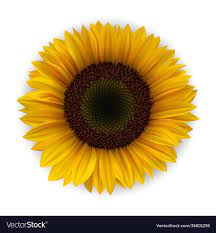 realistic detailed 3d yellow sunflower