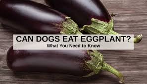 Can Dogs Eat Eggplant What To Know