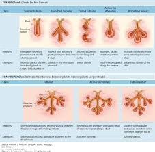 Epithelial Tissue Junqueiras Basic Histology 14e