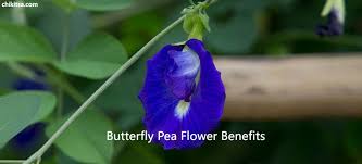12 erfly pea flower benefits