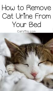 how to remove cat urine from your bed