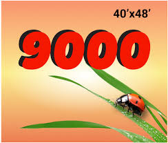 9000 live ladybugs roses garden helpers