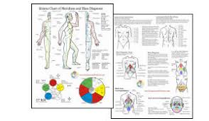 Anatomy And Healthcare Charts
