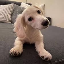 cream miniature dachshund english