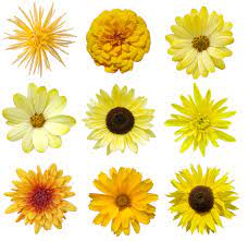 Have you heard that flowers have a special meaning to them and significance for certain occasions? What Do Yellow Flowers Stand For When To Send Them