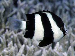 Much of our coastline is lined with mangroves, a prime ingredient for an estuary which is basically a breeding ground for both bait fish and sport fish. Saltwater Fish Black White Stripes Fish Marine Fish Animal Photo