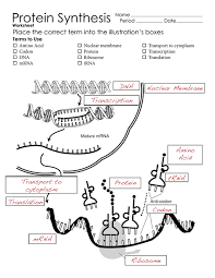 Protein Synthesis Worksheet Page 2 Biology Lessons