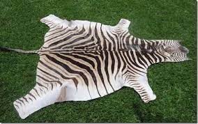 a grade burc zebra hides