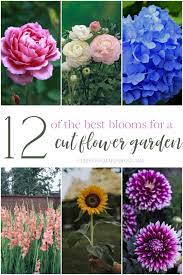 Best Picks For A Cut Flower Garden