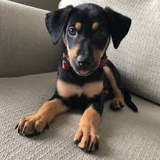 There are many different breeders online that are willing to sell you a if you are interested in getting a purebred dog, one thing that you need to look for when looking for german shepherd doberman mix puppies for. Rottweiler Doberman Mix Puppies For Sale Near Me Online