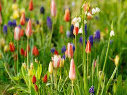 I'm growing frizzle sizzle this year in several colors and a mix. 12 Top Performing Spring Bulbs That Come Back Year After Year