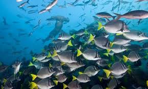 Image result for galapagos islands