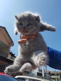 40 koleksi gambar gambar anak kucing yang terlajak comel azlan rumadi. Gambar Kucing Comel Gebu 81021 Nama Untuk Kucing Comel Lucu Dan Unik