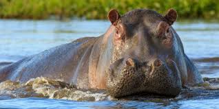 ¿Qué nombre le puedo poner a un hipopótamo?