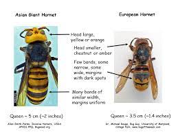 asian giant hornet vespa mandarinia