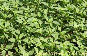 There are 89 profiles for the thotakura family on geni.com. Growing Amaranth Plants Grain And Leaves As Food