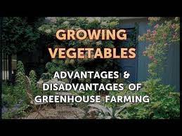 Disadvantages Of Greenhouse Farming
