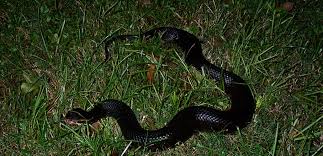 common snakes of florida