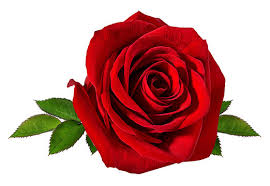 single red rose images browse 170 047
