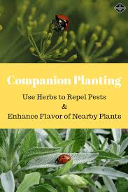 Companion Planting Herbs That Pair Perfectly As Growing