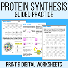 Transcription and translation practice worksheet example: Protein Synthesis Guided Practice Worksheet Pdf Digital Laney Lee
