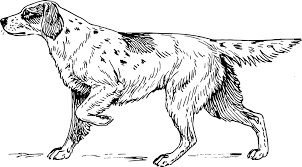 A coloring page of a cute hound dog walking in the forest maybe hunting because this kind of dog is known for its hunting ability for its stamina and being focus. Hound Dog Scent Free Vector Graphic On Pixabay