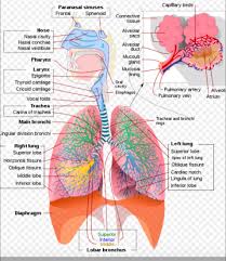 respiratory system physiopedia