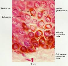 Cross section of human skin with labels. Human Skin Cells Under Microscope Labeled Micropedia