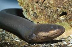 What do eels do to humans?