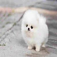 toy pomeranian puppies in pune