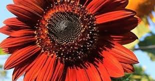 Bunga matahari adalah tanaman semusim yang mempunyai ciri khas mahkota bunganya yang berwarna kuning. Cara Menanam Bunga Matahari Velvet Queen Bertani
