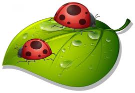 Ladybug Cartoon Images - Free Download on Freepik