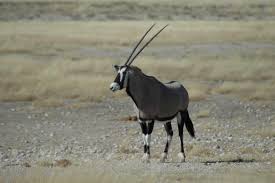 The horns of the ram are slightly spiral, curving outward after the first turn. Top 10 Most Elegant Antelope In Africa