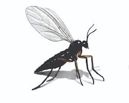 Get Rid Of Gnats In Your House Gnats Other Flying Bugs