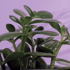 jade plant care indoor sunlight water