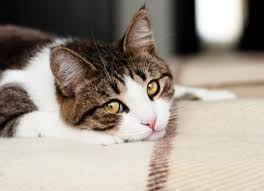 how to relieve cat stomach issues petmd