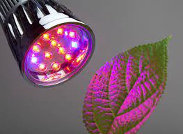 red light or blue light for plants