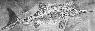 Image result for ichthyosaur fossil