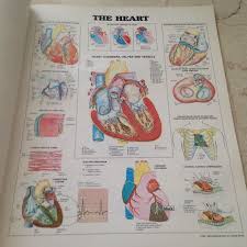 The Worlds Best Anatomical Charts Book Books Stationery