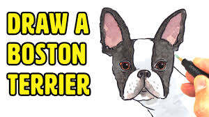 how to draw cute dogs boston terrier