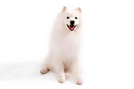 American Eskimo Dog Dog Breed Information