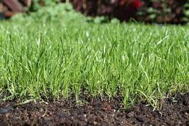 Should I Mix Grass Seed With Topsoil