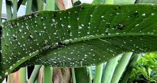 mealy bugs how to get rid of mealybugs