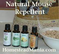 You want to build a solid wall of jericho when it comes to affordable, diy, natural and safe repellents for any kind of unwanted guest, you rarely do any better than essential oils. Diy Natural Mouse Repellent Mouse Repellent Rodent Repellent Mice Repellent