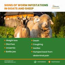 worms in goats and sheep diagnosis